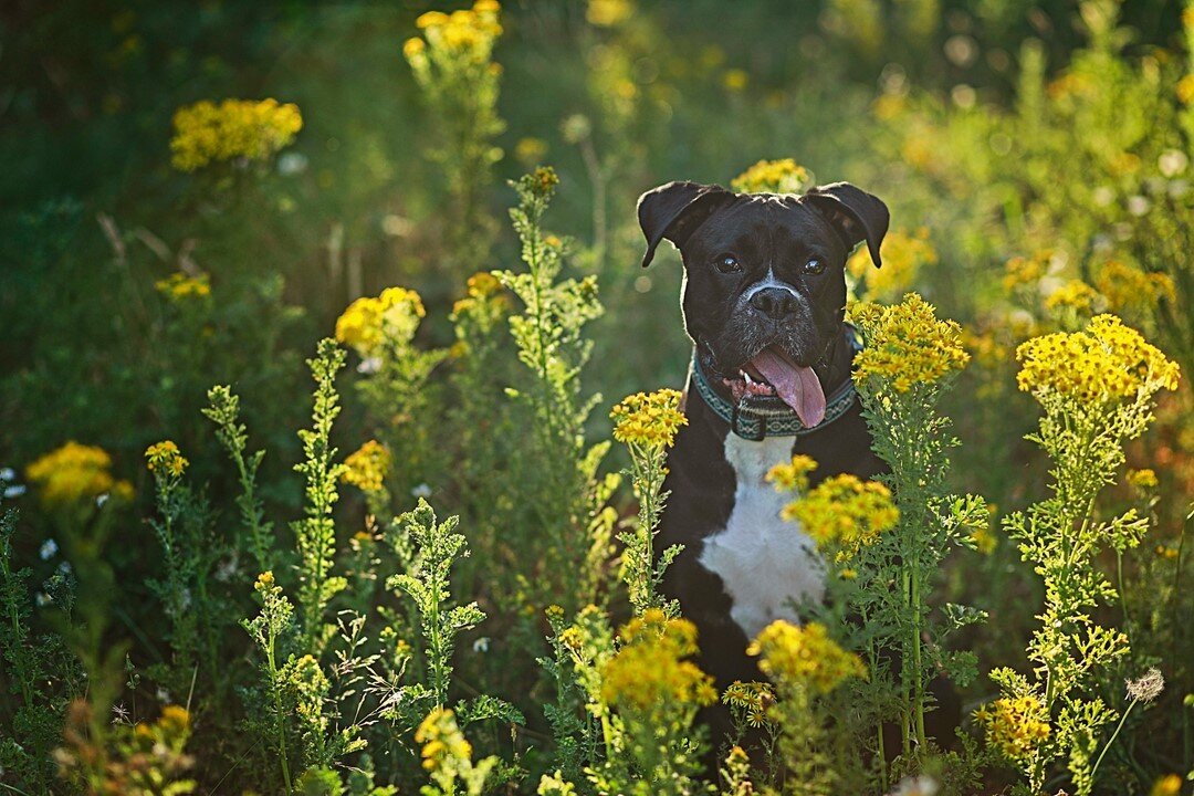 The cutest boxer visited this past weekend! Happy to have my favorite field of yellow flowers all ready for my vintage fields event coming up at the end of July! It is always good to practice  and Rebel was the perfect model!