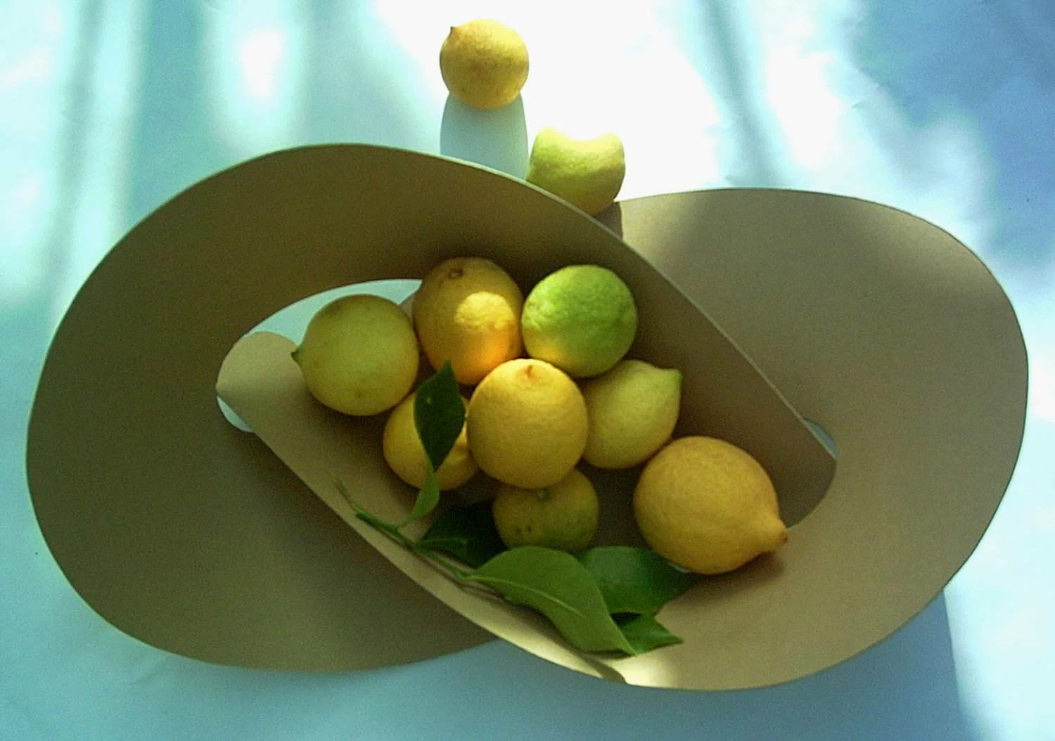 Flat Knot Bowl in cardboard 2002