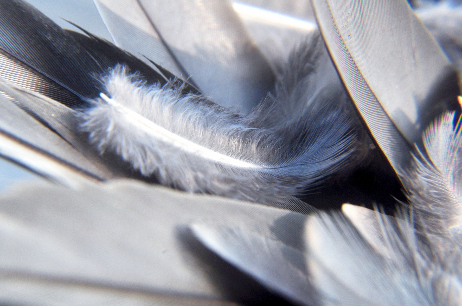 bird-feathers-7.jpg