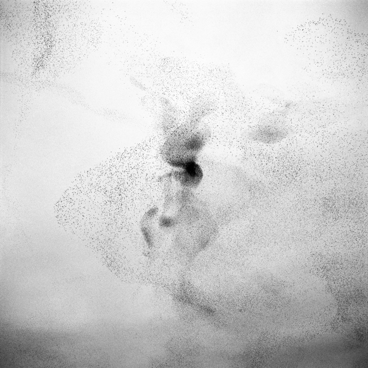 starlings_11.jpg