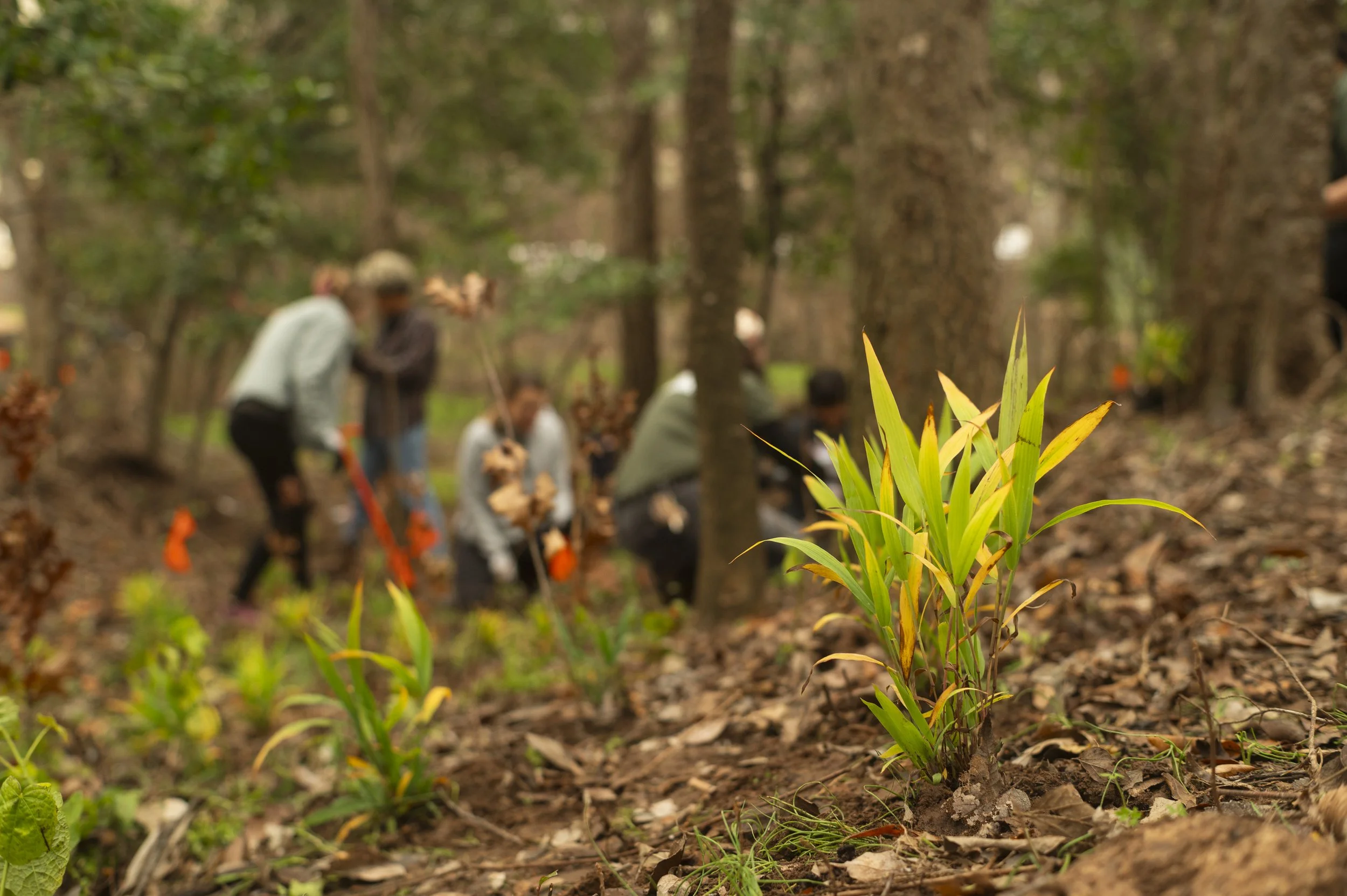Planting Volunteer Event-22.JPG