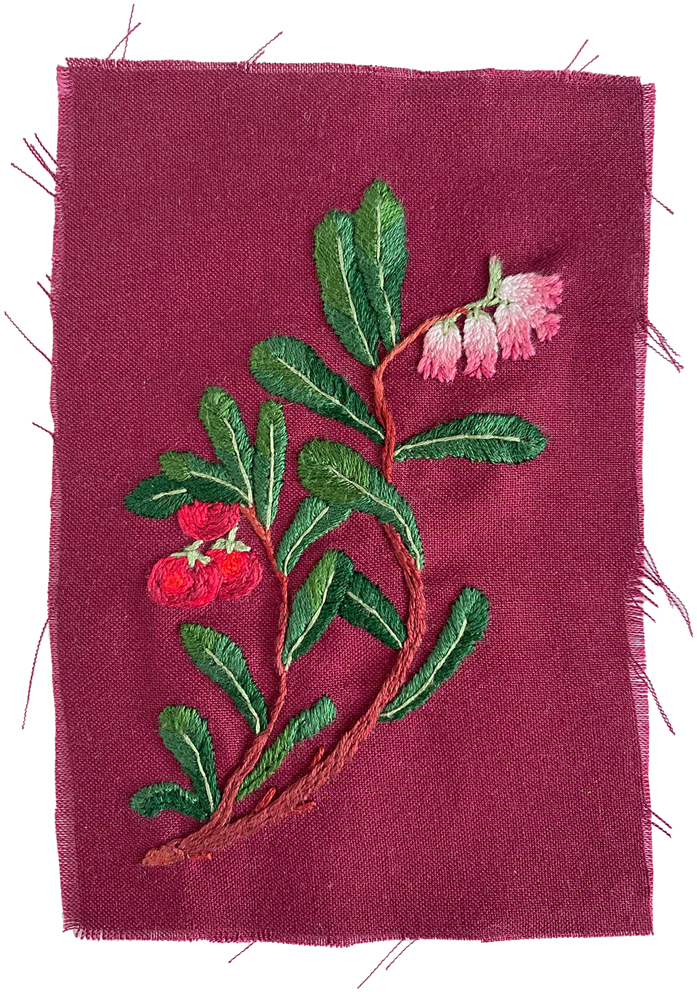 Bearberry (Arctostaphylos uva-ursi)