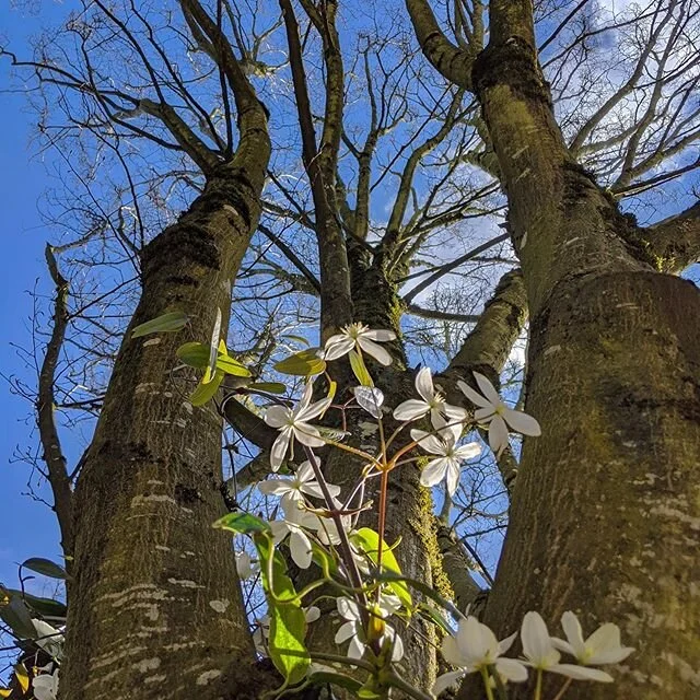 HVD original photo / for years and years, this evergreen clematis obscured a chain link enclosure we&rsquo;d never bothered to remove due to a complicated situation involving a large concrete fishpond (legacy of prior owners)

as part of our big part