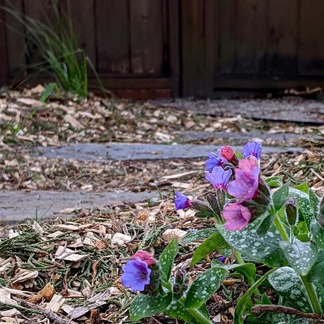 HVD original photo / corona&rsquo;s presence looms as my household continues to chip away at the DIY portion of our urban garden rehab

maybe that explains why planting lungwort (pulmonaria &ldquo;Dark Vader&rdquo;) next to a stepping stone path has 