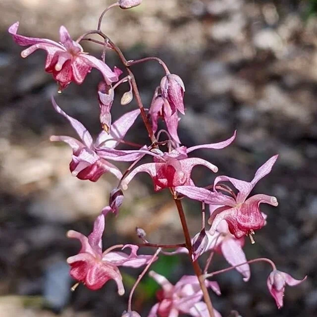 HVD original photo / the delicate nodding blooms of this epimedium &mdash; alias Bishop&rsquo;s Hat and barrenwort among others &mdash; bear the brunt of my current frustration

they weren&rsquo;t supposed to be pink! they&rsquo;ve messed everything 