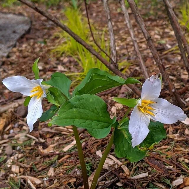 HVD original photo / this western wakerobin (trillium ovatum) continues to adjust to its new surroundings after leaving the verdant forested setting of Bosky Dell Natives a few weeks back

seems like a long time ago, now

does it start its day wonder