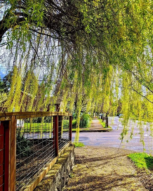 HVD original photo / wind meets willow

#naturehelps #willow #willowtree #sidewalks #urbannature #citytree