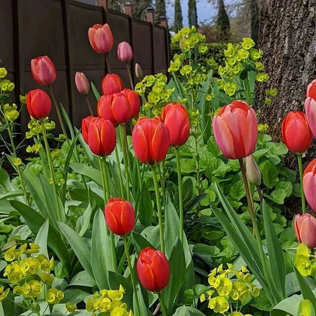 HVD original photo / spotted while wandering: breeze-swept euphorbia and painterly tulips in a hellYEAHstrip

#naturehelps #springbloomers #tulips #tulipseason #sidewalks #urbannature #hellstrip #hellstripgardening