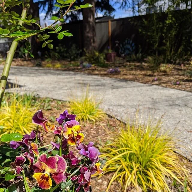 HVD original photo / adorably frivolous violas that I&rsquo;m pretending are on my master plan Because

of course I tossed the tag 💯

cheerful, evergreen carex Everillo behind

#decomposedgranite path #springbloomer #pdxgardening #pdxgardeners #oreg