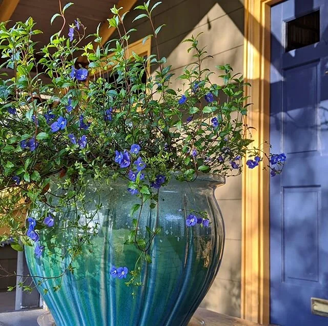 HVD original photo / when you can&rsquo;t paint the town red, paint something blue? / door chore

creeping blue speedwell (also thrives as an evergreen groundcover for me)

#naturehelps #springisntcancelled #springbloomers #citygarden #citygardeners 