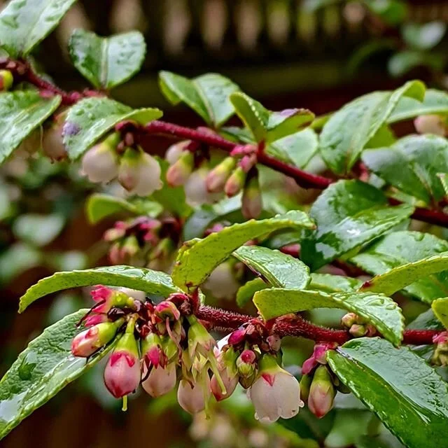 HVD original photo / PNW native evergreen huckleberry (vaccinium ovatum) / late March transition from buds to bee-magnet flowers

IMO one word separates those who garden (me) from true gardeners &mdash; and that word is &ldquo;patience&rdquo;

even t