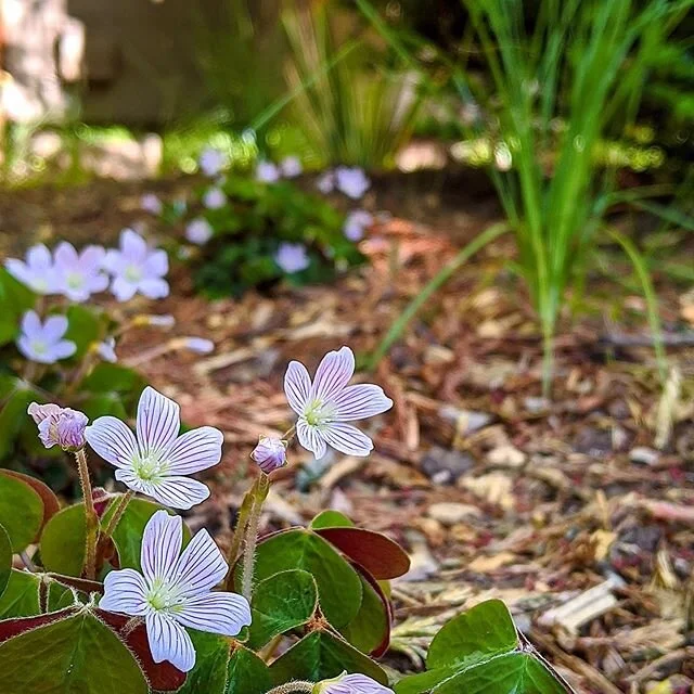 HVD original photo / baby redwood sorrel (oxalis oregana &ldquo;Klamath Ruby&rdquo;) with newish plugs of the balletic carex praegracilis

yes, if these young natives had some age on &lsquo;em it&rsquo;d be a more exciting shot...but it&rsquo;s prime