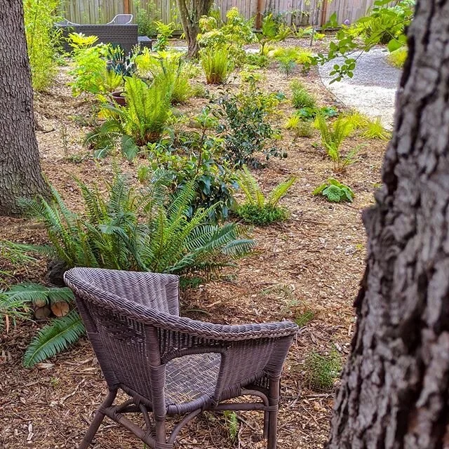 HVD original photo / ain&rsquo;t no party like a Western Sword Fern party

some days, watching the groundcover :: mulch ratio slowly shift toward green seems too metaphorical / other days, it&rsquo;s an enormous comfort

when the final fronds make th