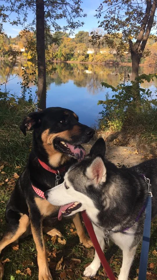 View of the Mississippi River in the background with my running buddies posing nicely (this was taken last fall when we still had leaves on the trees) 