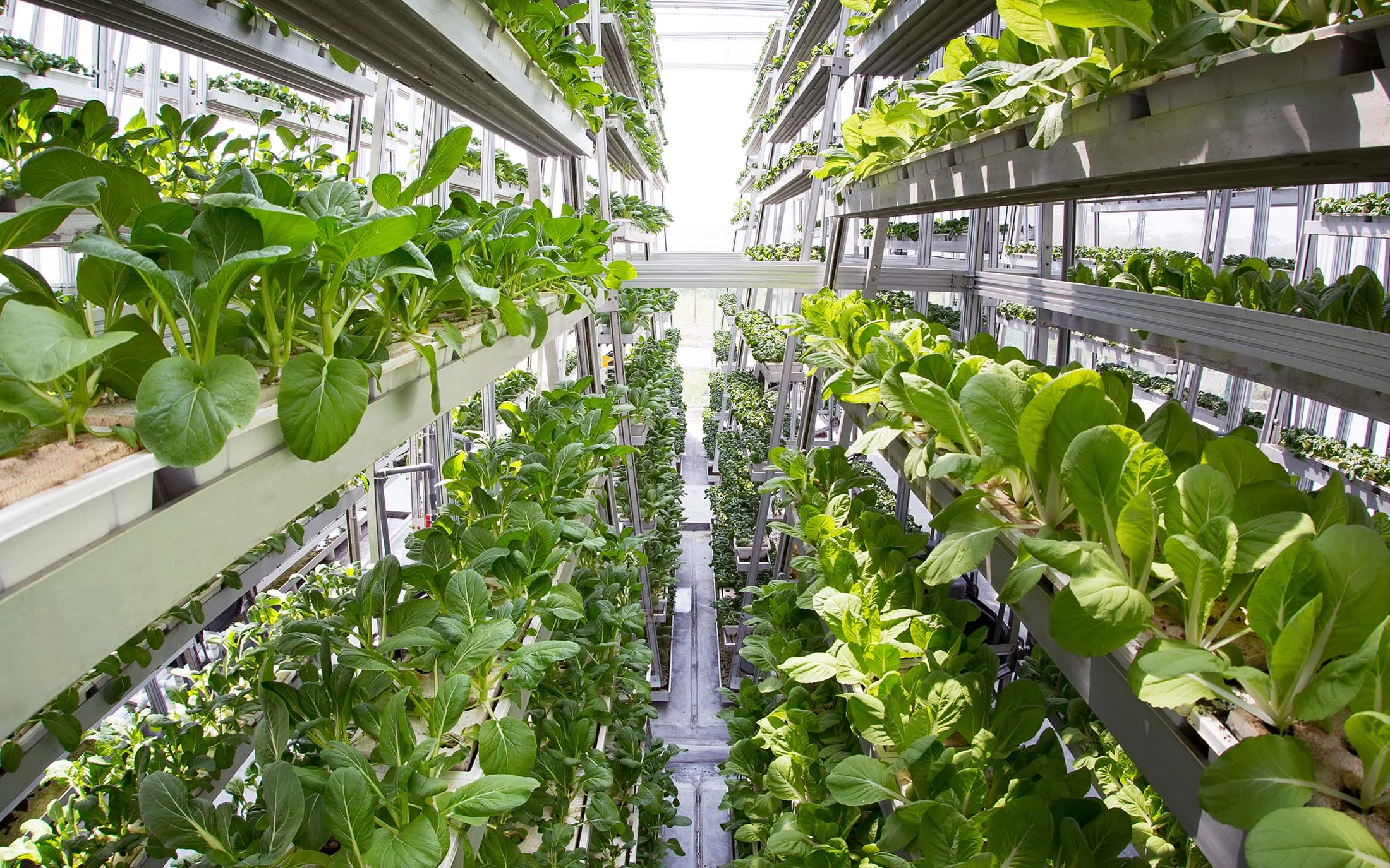 Interior image at the Sky Greens vertical garden in Singapore (photo courtesy of skygreens.com