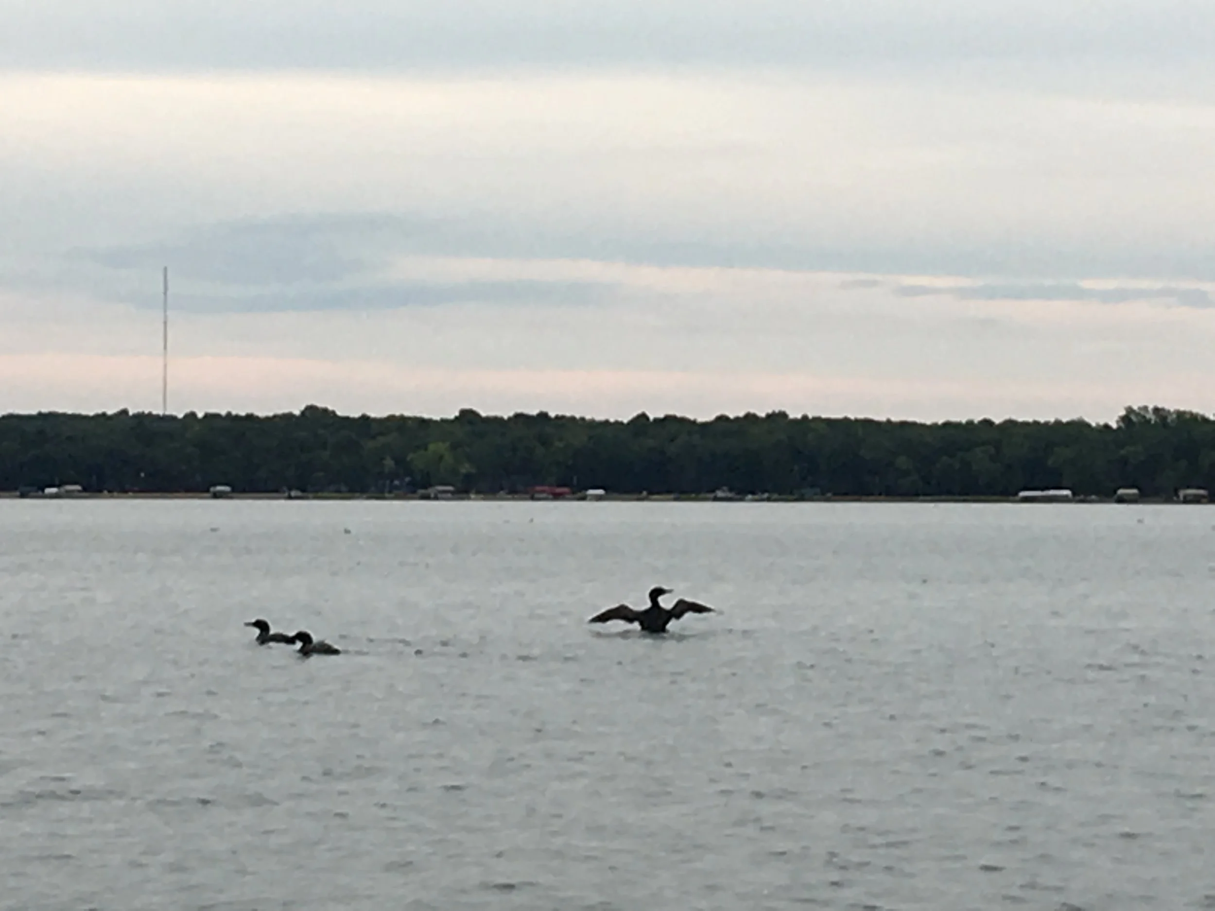 Only three of the twenty-three loons that were out on Little Pine Lake