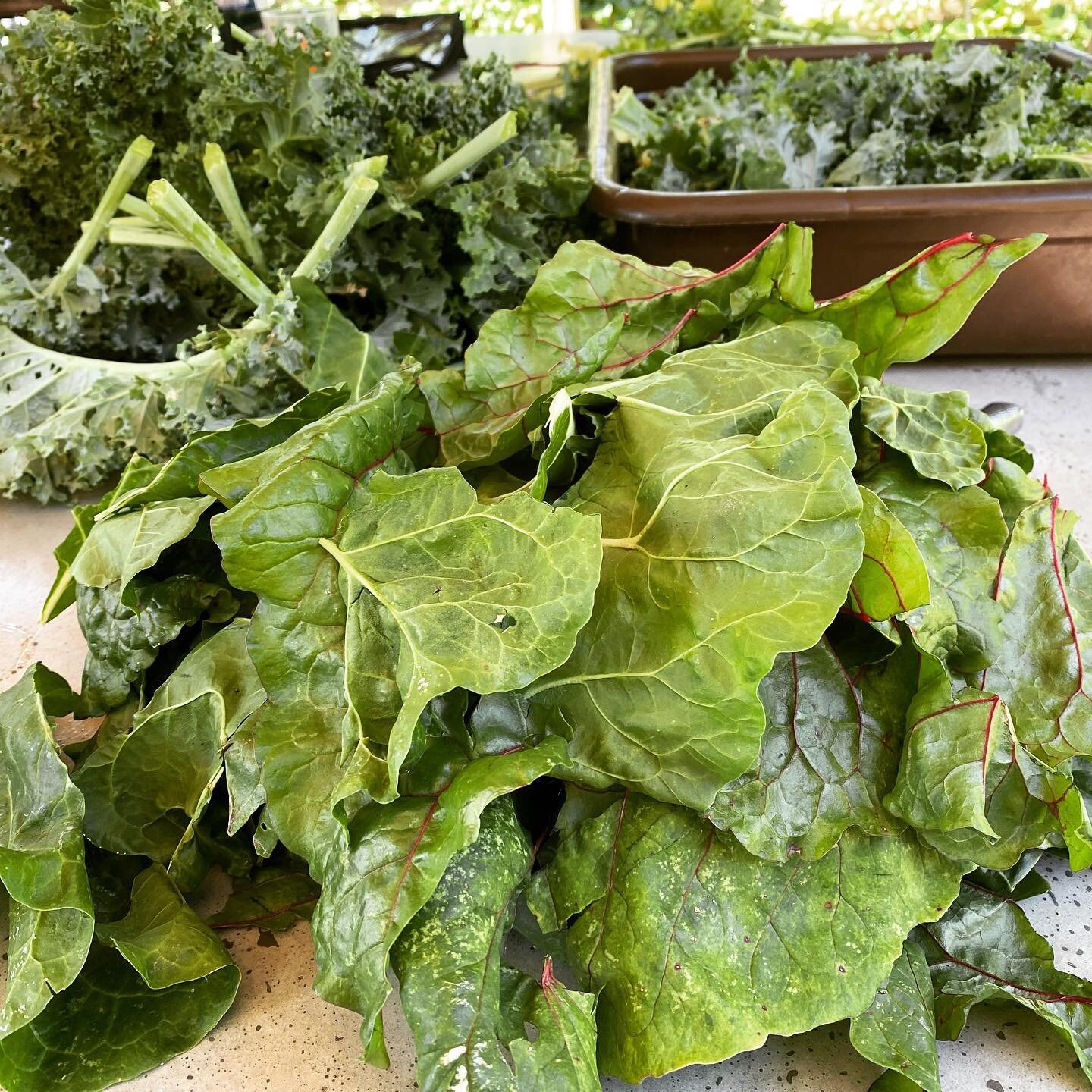 I shouldn&rsquo;t have a problem hitting my nutrition goals over the next several weeks after spending all day pulling, washing, and removing stems on my kale, chard, and beet greens. I have more bags of greens than I know what to do with. #kalechips