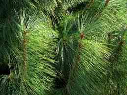 Pine-Tree-Needles.jpg