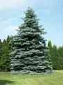 Spruce-Tree.jpg