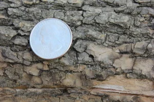 EAB exit hole