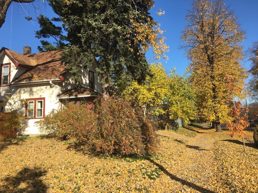 Tree Care Calendar — Shadywood Tree Experts and Landscaping