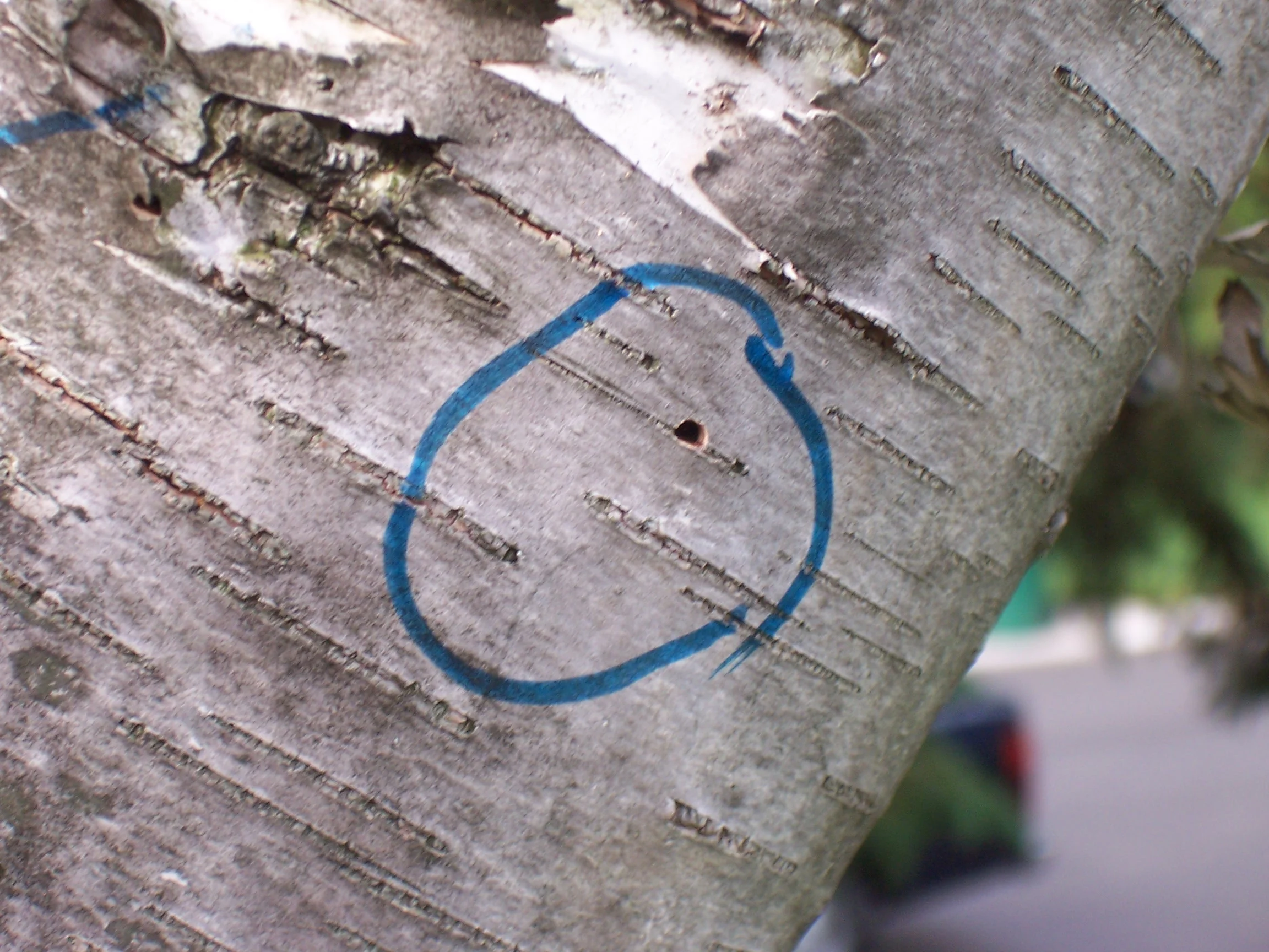 Bronze birch borer exit hole