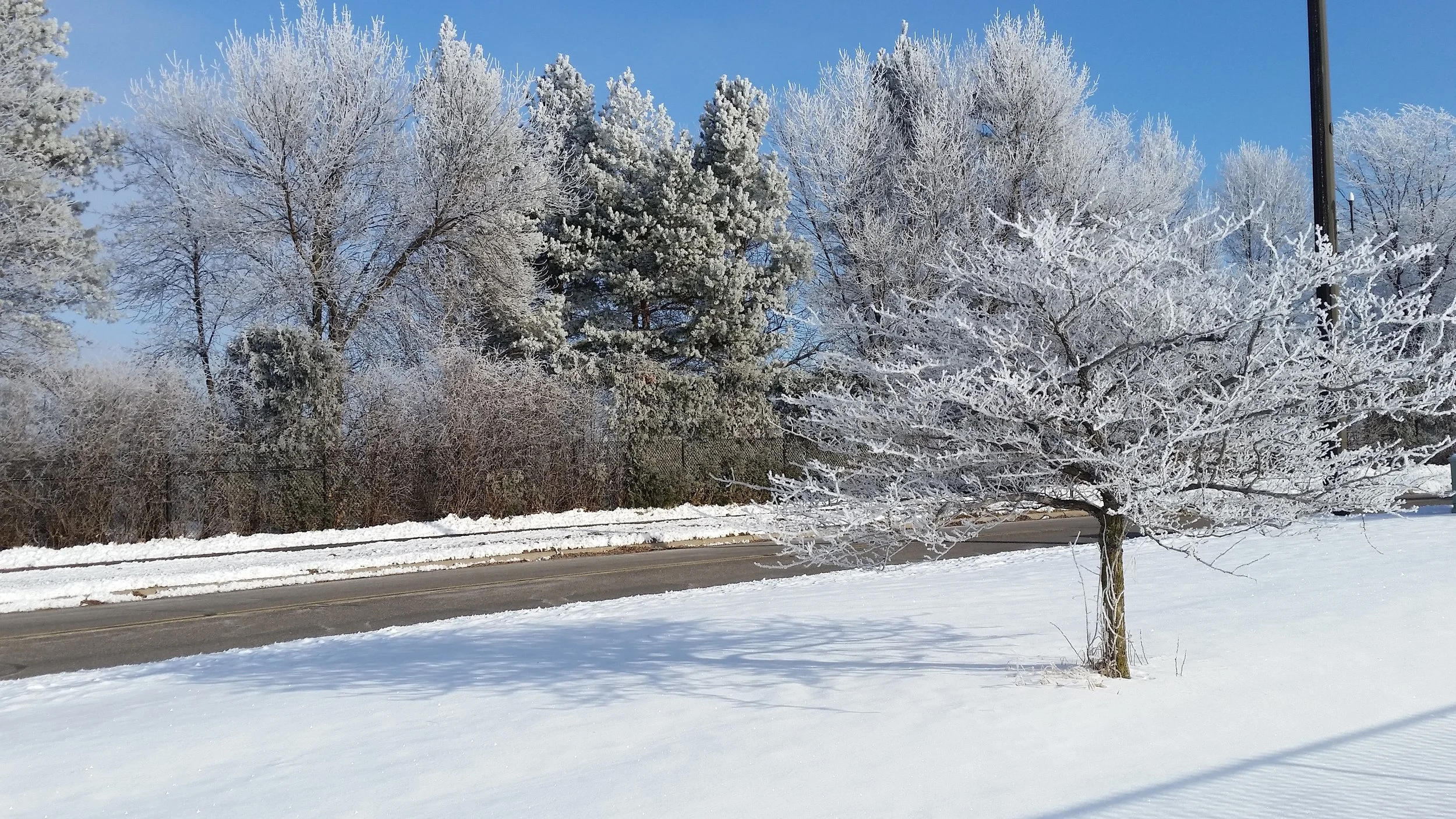 Snowy tree 1 by Steve Sather - Shadywood Tree Experts.jpg