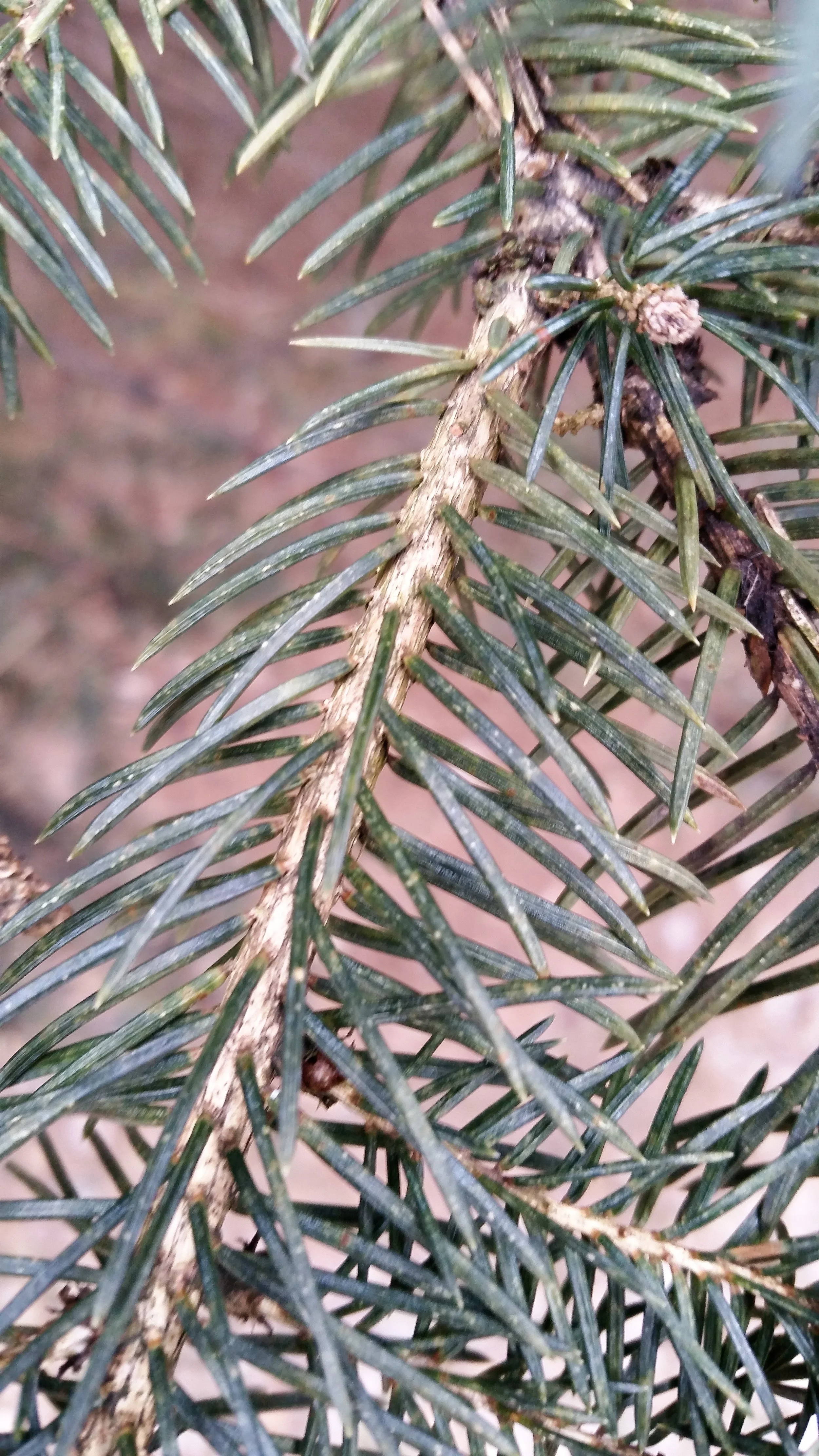 Tan spots and mottling on needles is caused by spider mite feeding activity