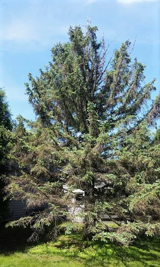 This large spruce has been nearly defoliated by spruce spider mites