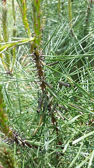 These sawfly larvae are reaching maturity and they will pupate into flies later in the summer