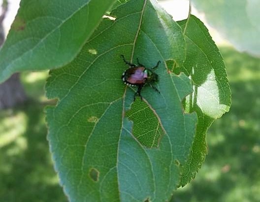 Adult Japanese Beetle