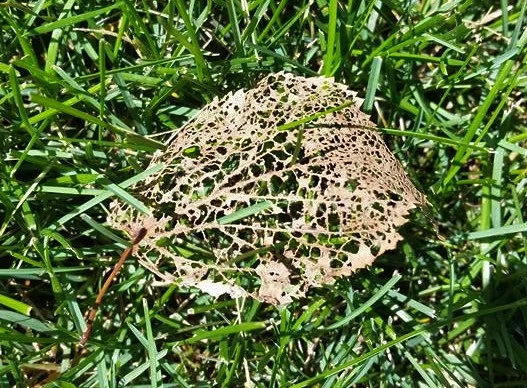 Skeletonized leaf from Japanese beetle feeding