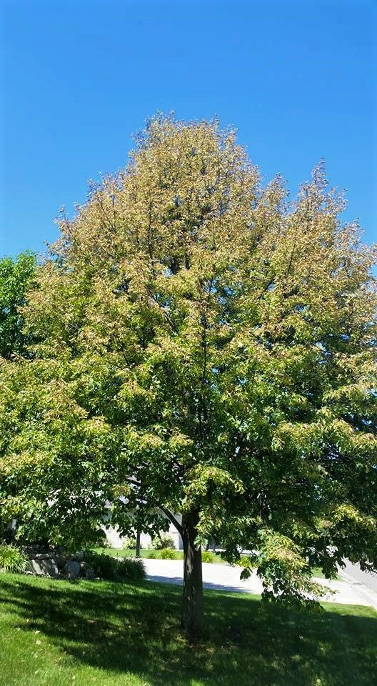 Linden tree showing symptoms of Japanese beetle damage at the top of leaf canopy