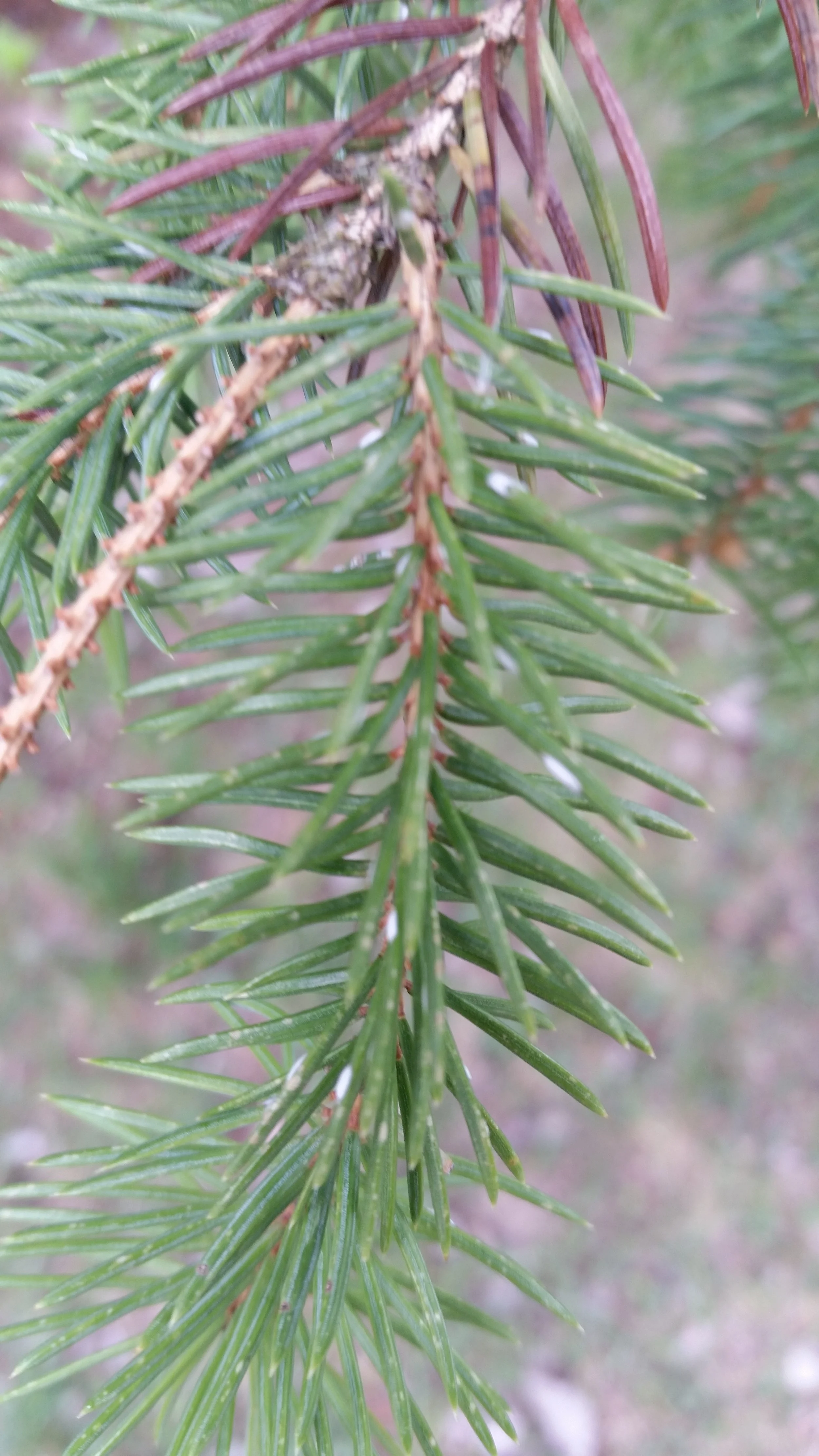 Hard scale on spruce appear as white lumps on needles and do not secrete honeydew