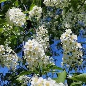 White flower clusters on a tree against a blue sky.