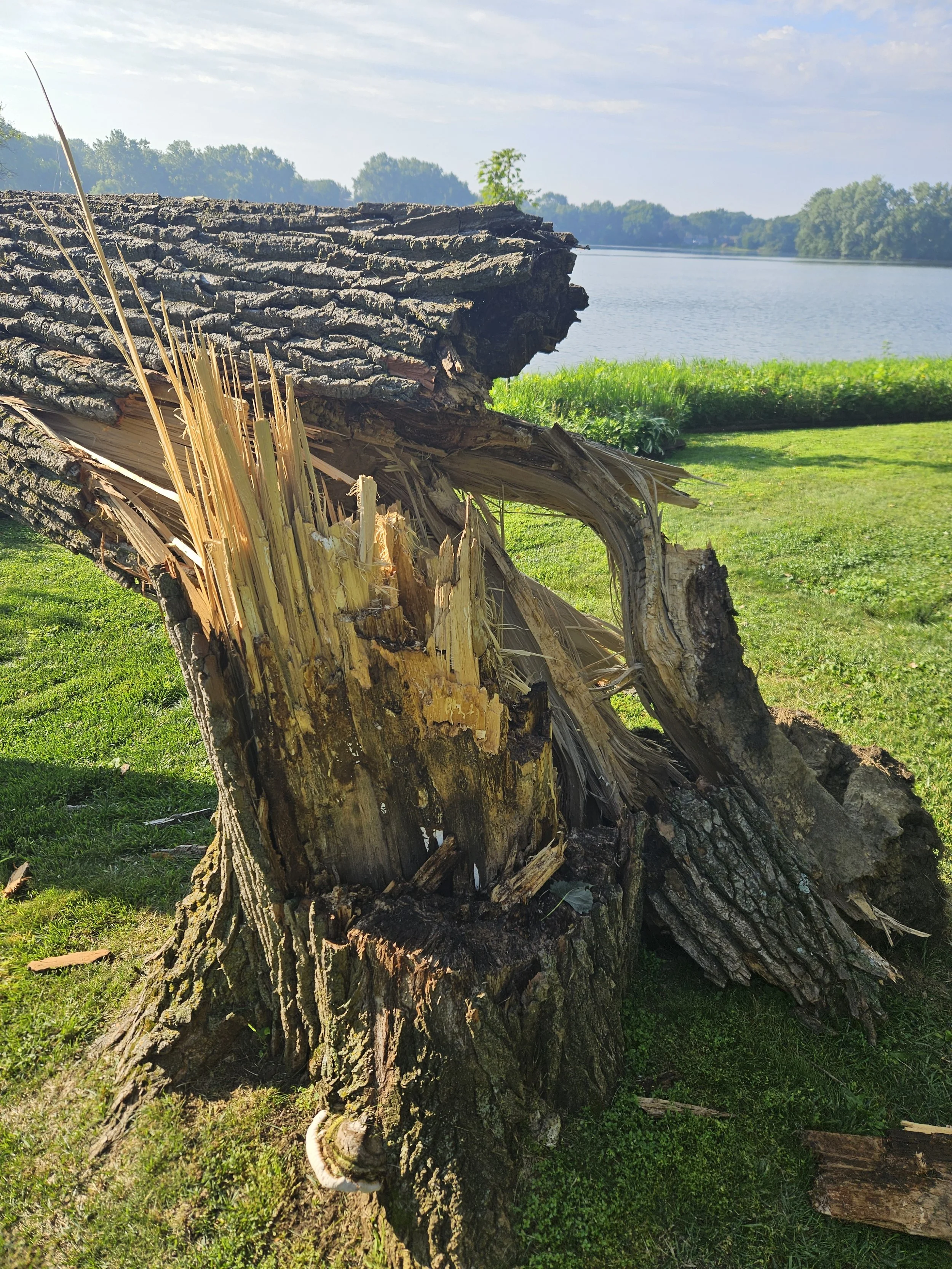 Storm damage tree removal in Minnetonka, MN