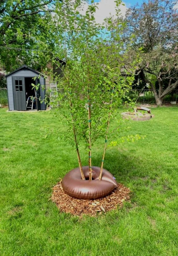 Start thinking about spring tree planting in Minneapolis — Shadywood ...