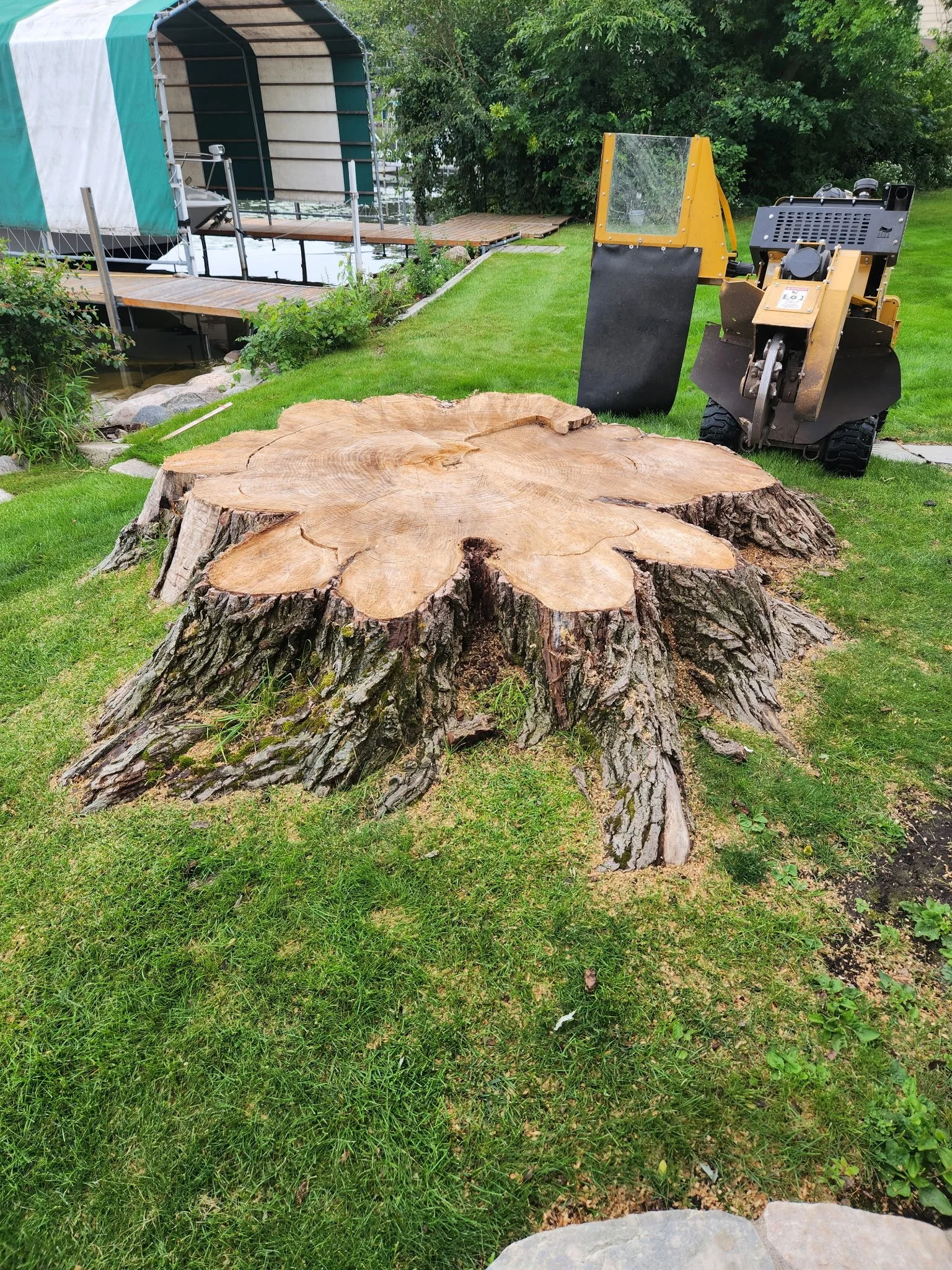 75 inch stump removal Plymouth MN.jpg