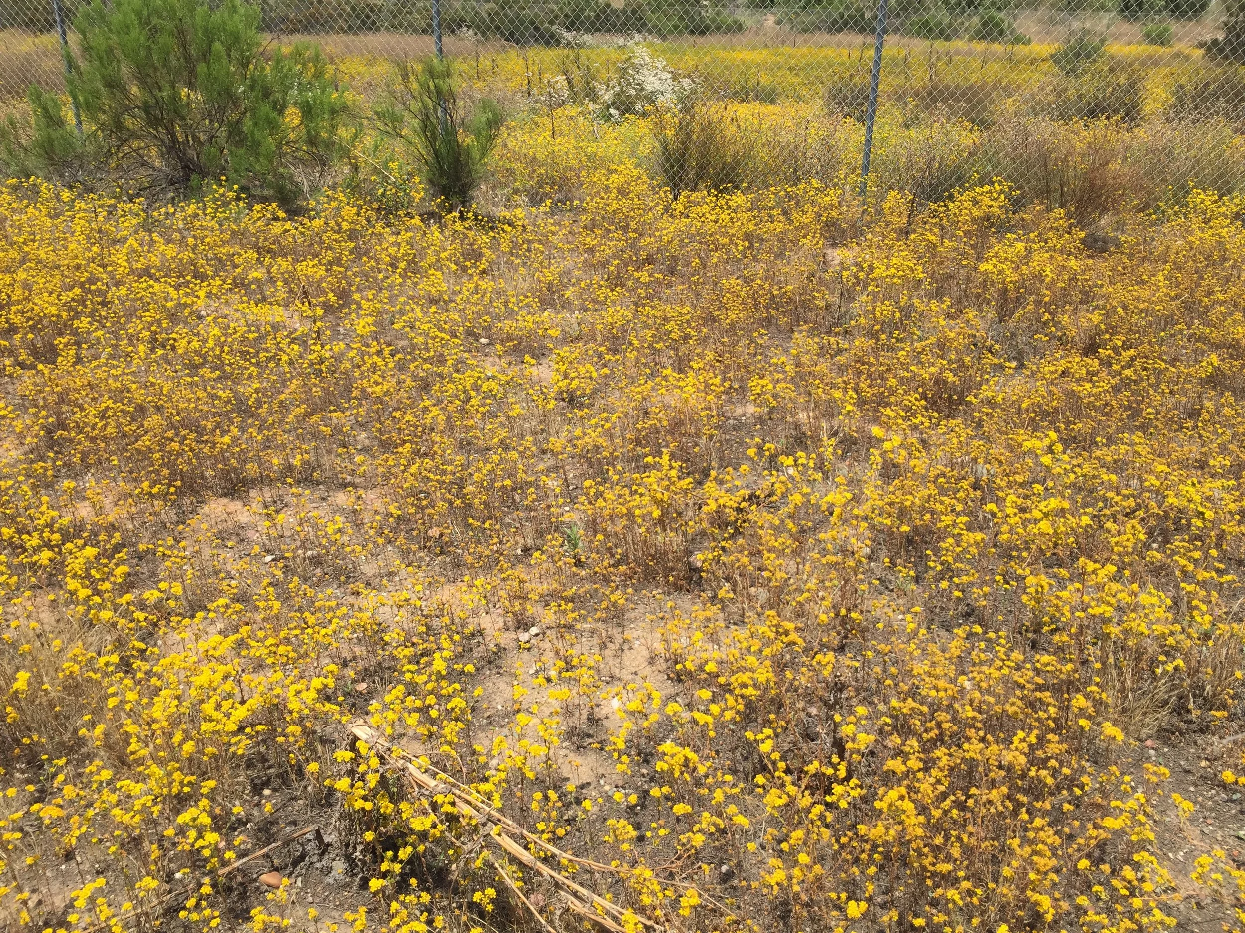  *Vernal Pool Restoration - San Diego, CA 