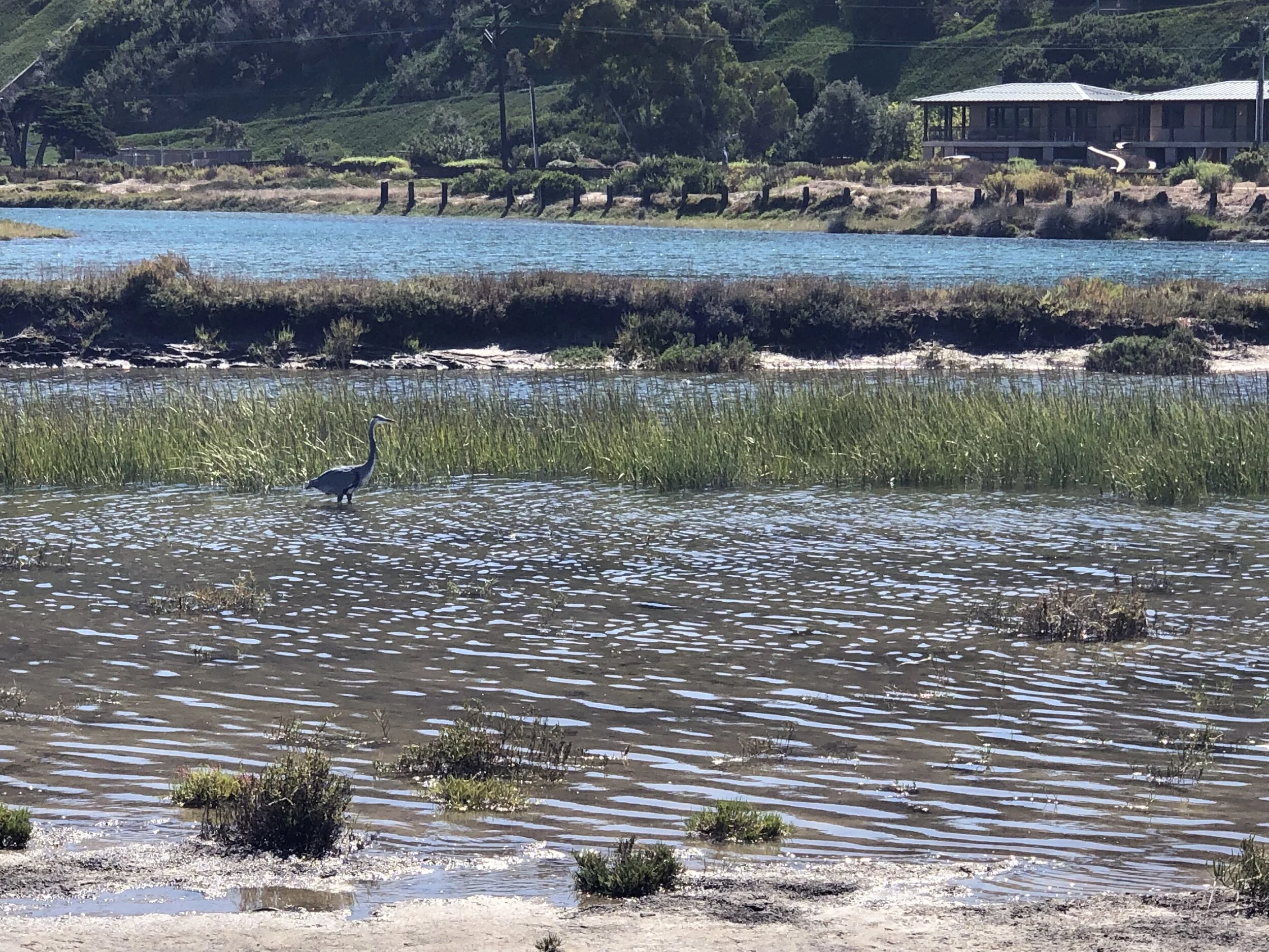 SOL Phase 2 Intertidal Restoration at the Del Mar Fairgrounds*