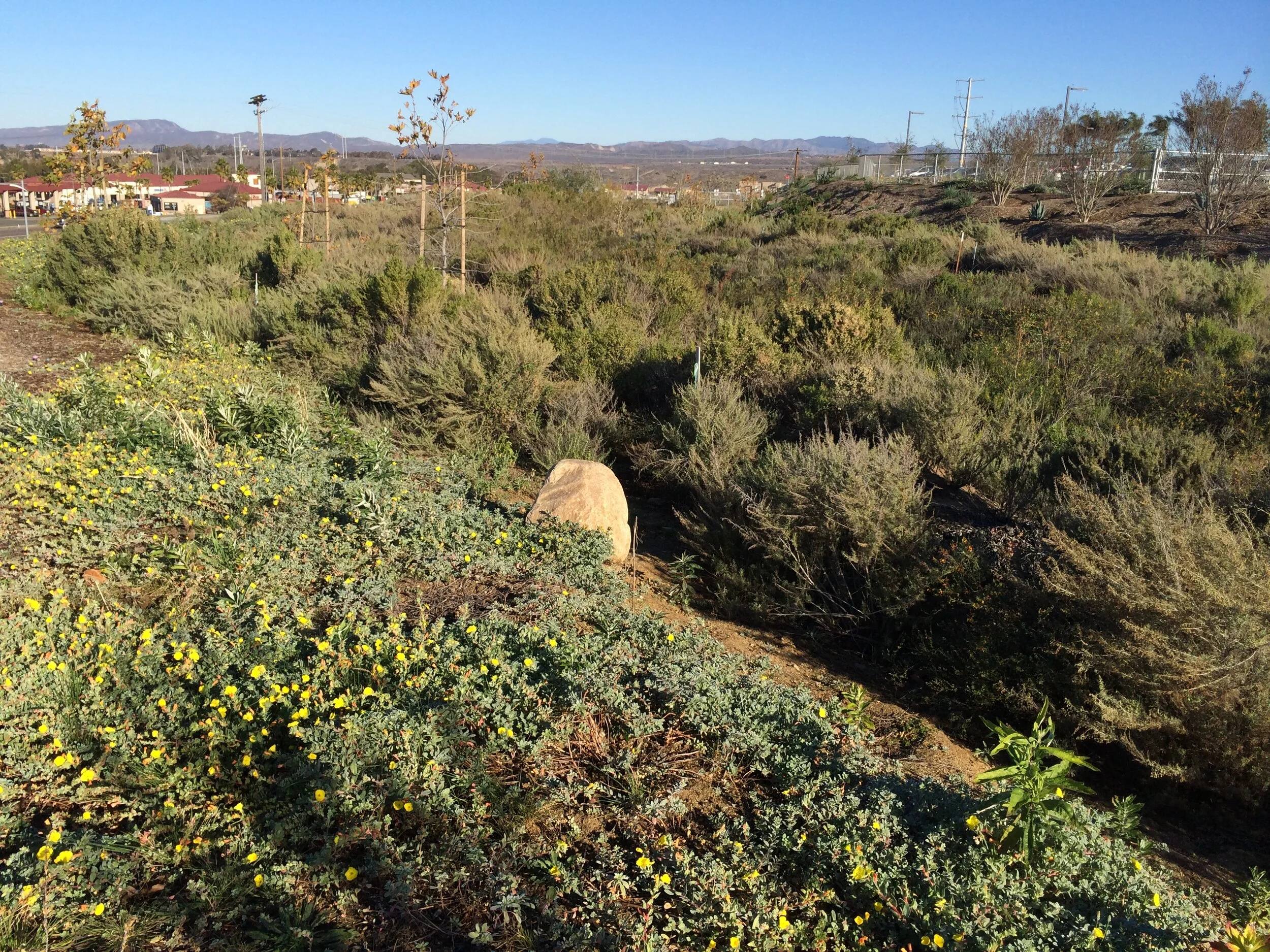Vernal Pool and Waters of the U.S. Channel Restoration*