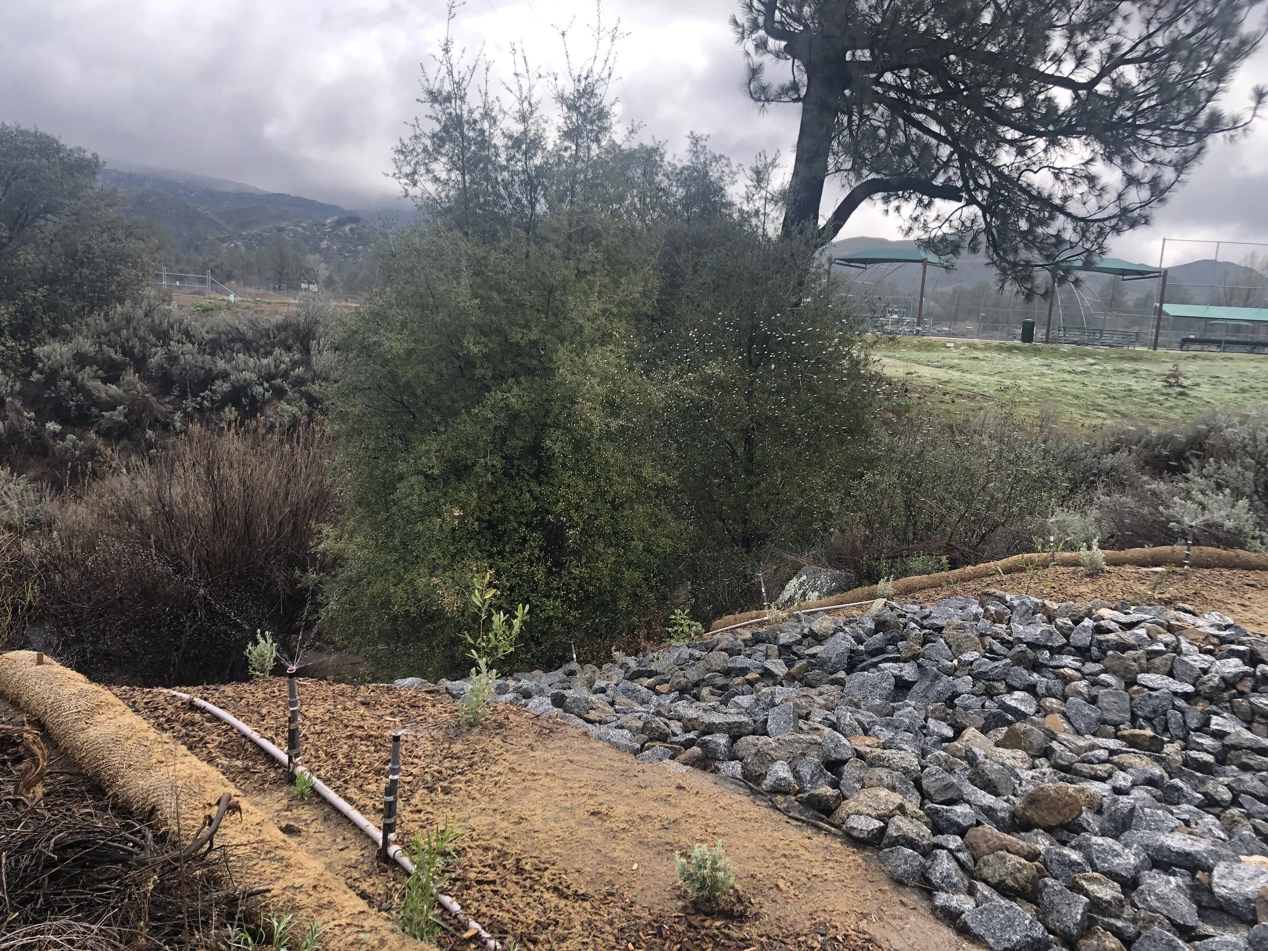 Pine Valley Revegetation and Slope Stabilization