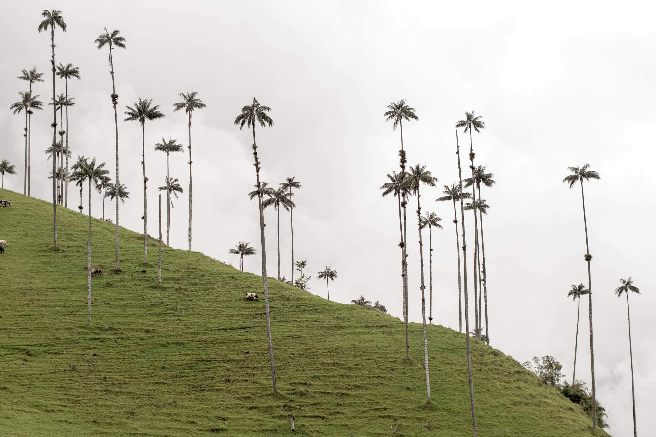 LATIN AMERICA WEB (21 of 33).jpg