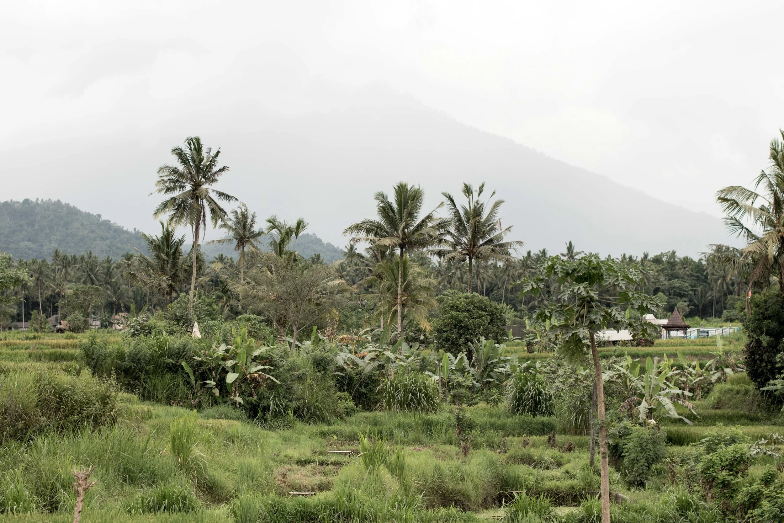 BALI-61.jpg