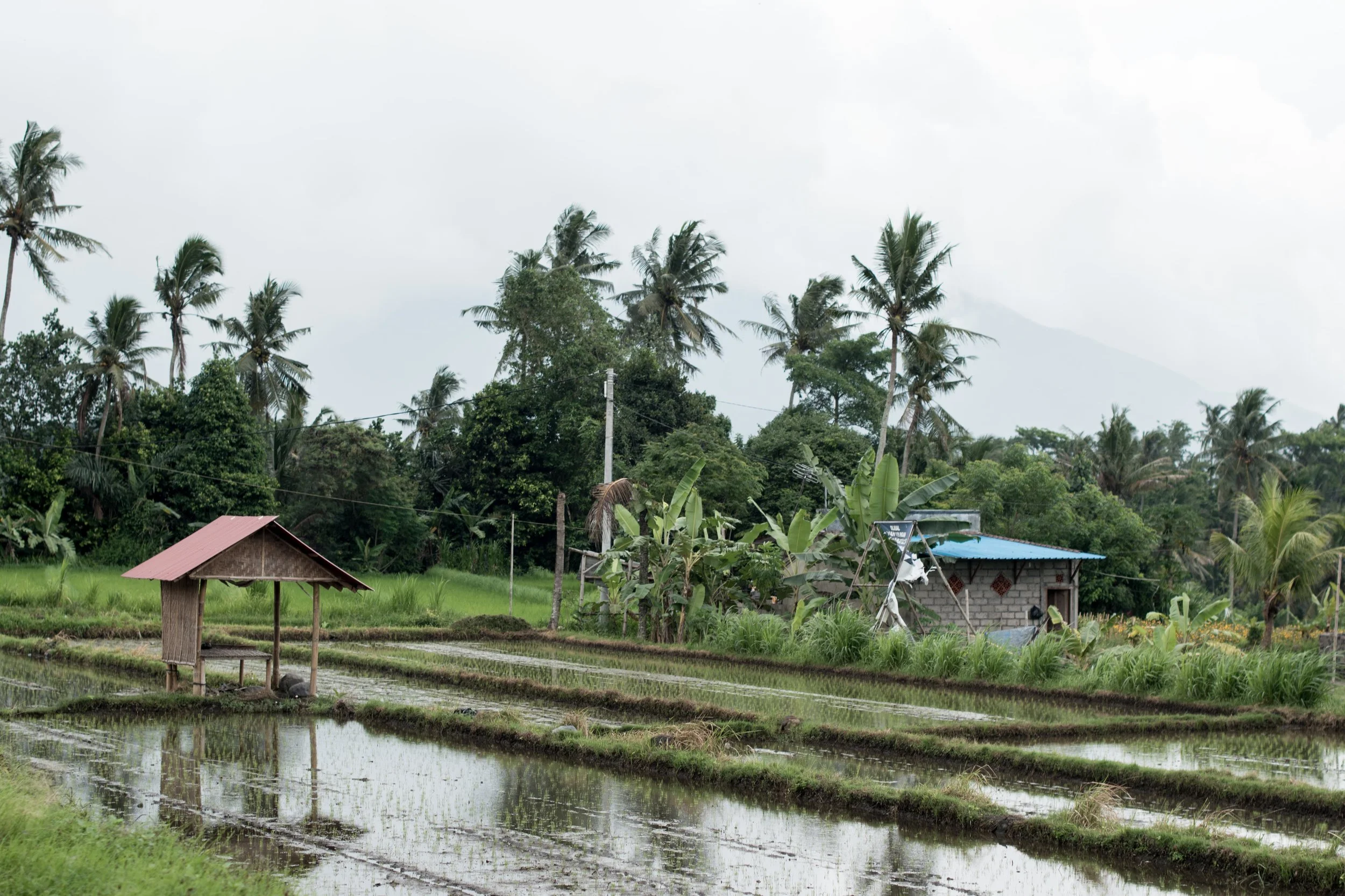 BALI-62.jpg