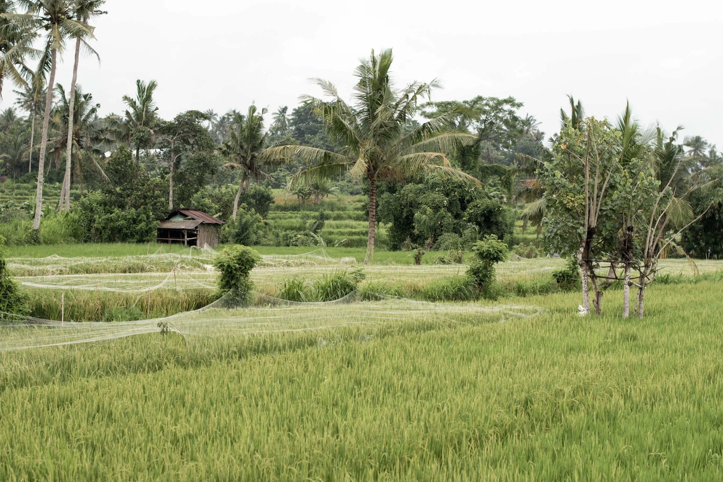 BALI-64.jpg