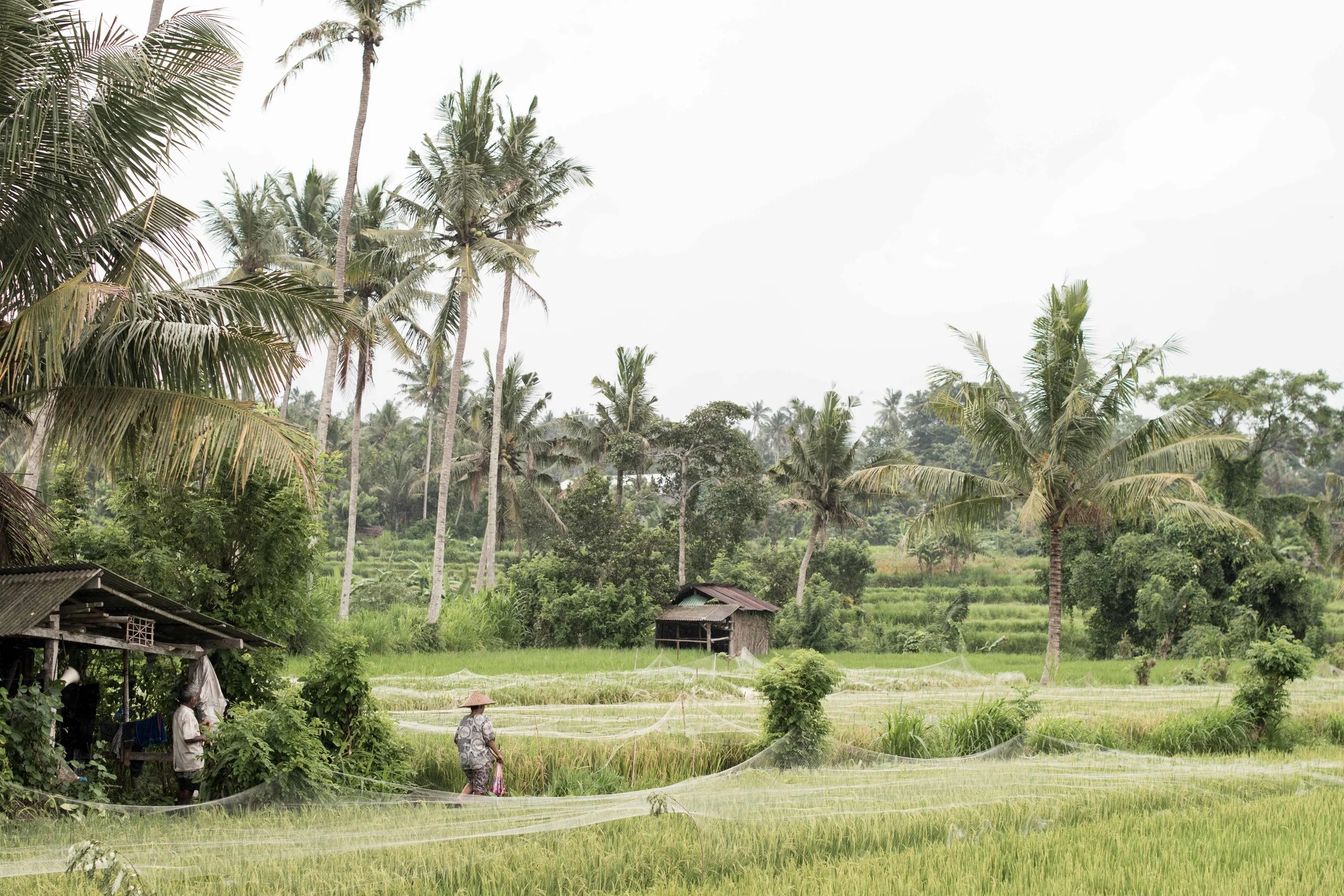 BALI-67.jpg