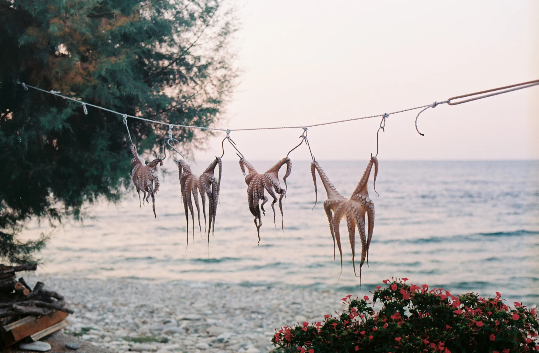 SAMOS 35mm FILM-96.jpg