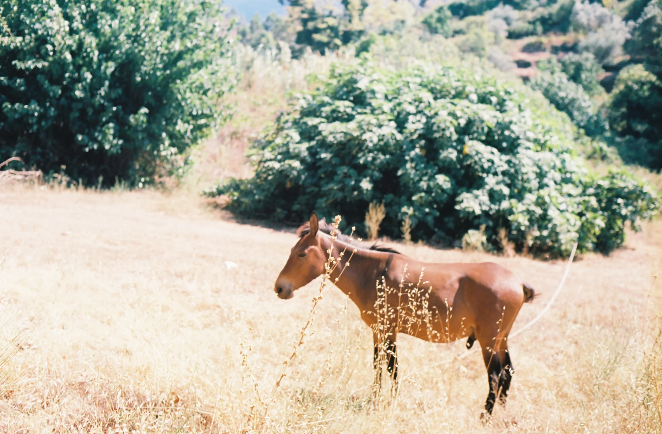 SAMOS 35mm FILM-124.jpg