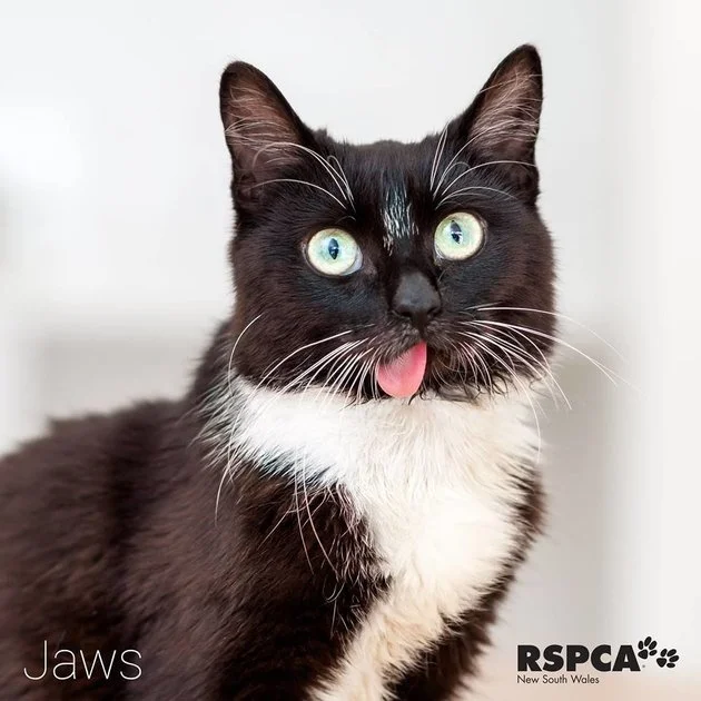 Cat Missing Her Mandible Gets Extra Special Adoption Listing